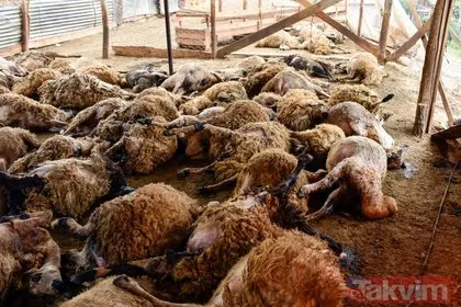 Ağıla giren genç adam şoku yaşadı! Gümüşhane’de kurtların saldırısı sonucu 103 koyun telef oldu, 43 koyun yaralandı