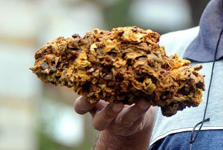 Kanser avcısı propolis