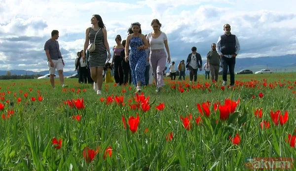 'Muş 1071' ismiyle tescillenen lale Muş Ovası'nı kırmızıya boyadı - 8