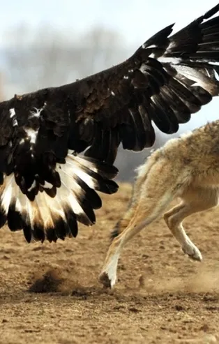 Kartalın kurt avı görenleri adeta şoke etti!