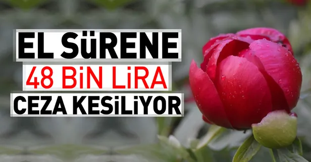 'Ayı Gülü'nü koparana 48 bin lira ceza