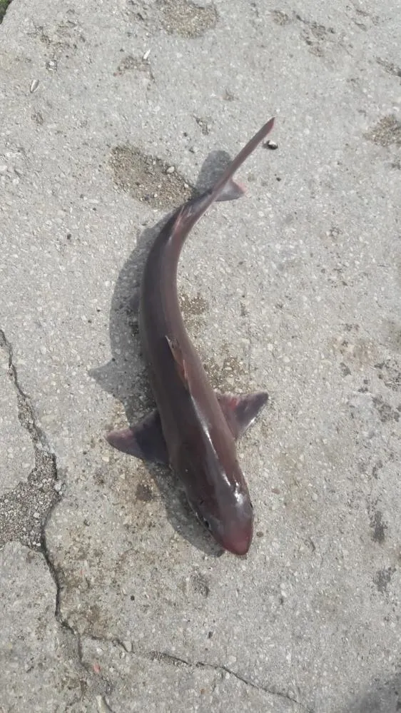 balikcinin-oltasina-5-kilogram-agirliginda-kopek-baligi-yakalandi-1651471396721.jpg Balıkçının oltasına 5 kilogram ağırlığında köpek balığı yakalandı-4