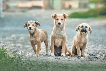 İşte işin ’Dog’rusu