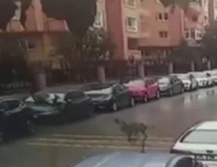 Yine bir pitbull dehşeti! İki pitbullun saldırısına uğrayan adam canını kurtarmak için arabanın üstüne çıktı!