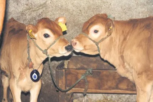 Çin’in ürettiği Coronavirüs aşısı Türkiye’ye getirildi! Sağlık Bakanlığı teyakkuza geçti (Yurttan ve dünyadan koronavirüs haberleri)-7