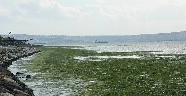 Son dakika: İzmir’de görenleri şaşkına çeviren manzara! Sahil yeşile bürüdü!