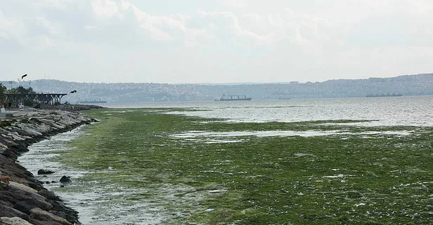 Son dakika: İzmir'de görenleri şaşkına çeviren manzara! Sahil yeşile bürüdü!