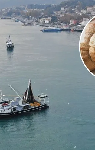 İstanbul Boğazı'nda milyon dolarlık av! Kansere çare oluyor! Akın ettiler...