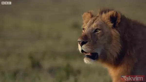 Cesur aslan onlarca sırtlanın arasında girdi! Vahşi doğada şoke eden kare! Sonrasında ise kaçınılmaz ölüm - 28