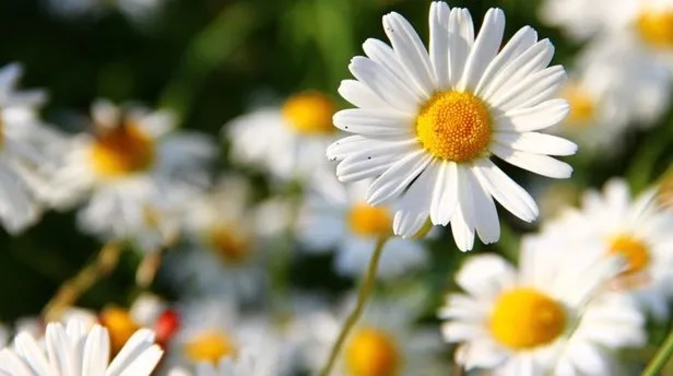 ruyada cicek gormek ne anlama gelir ruyada saksida cicekler gormek neye isaret eder takvim