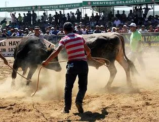 Muğla'daki boğa güreşinde faciaya ramak kaldı