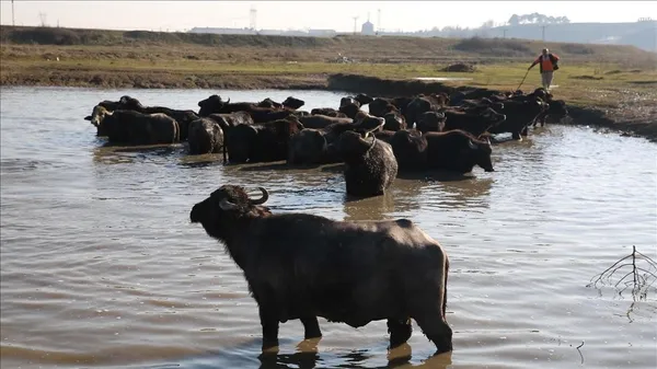 bunlari-biliyor-musunuz-istanbulun-ilk-kez-okuyacaginiz-ozellikler-tasi-topragi-komur-1632205666374.jpg Bunları biliyor musunuz? İstanbul'un ilk kez okuyacağınız özellikleri: Taşı toprağı kömür-4