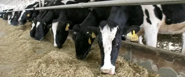 2019 Çiğ Süt Destek ödemesi ne kadar, yapıldı mı - Çiğ Süt Destek ödemesi başvuru şartları kimler alabilir-2