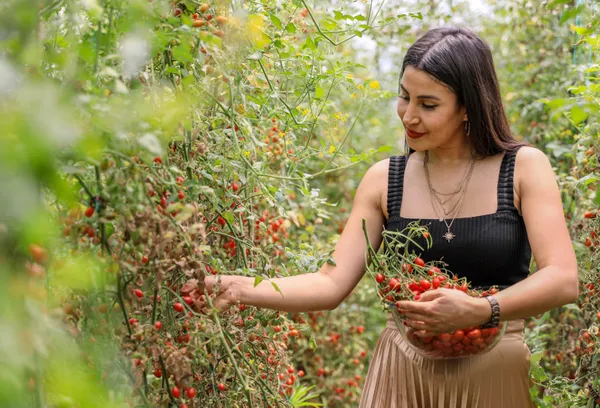 kabin-memuru-cemre-ates-bir-tohumla-basladigi-mini-seker-domatesi-uretimini-4-donume-cikardi-1623137184808.jpg Kabin memuru Cemre Ateş bir tohumla başladığı mini şeker domatesi üretimini 4 dönüme çıkardı-4