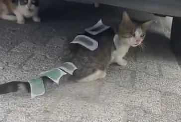 İnsanlık dışı olay! Sokak kedisine ağda bandı işkencesi