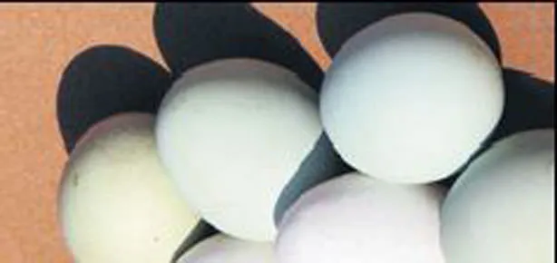 Gıt gıt gıdak yumurtam yeşil