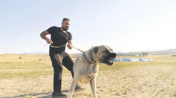 Kangal Icin Ust Duzey Girisim Takvim