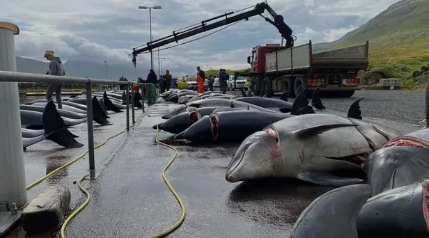 festival-gorunumlu-katliam-faroe-adalarindaki-grindadrap-etkinliginde-100-siseburunlu-yunus-olduruldu-1659133358855.jpeg Festival görünümlü katliam! Faroe Adaları'ndaki Grindadrap etkinliğinde 100 şişeburunlu yunus öldürüldü-2
