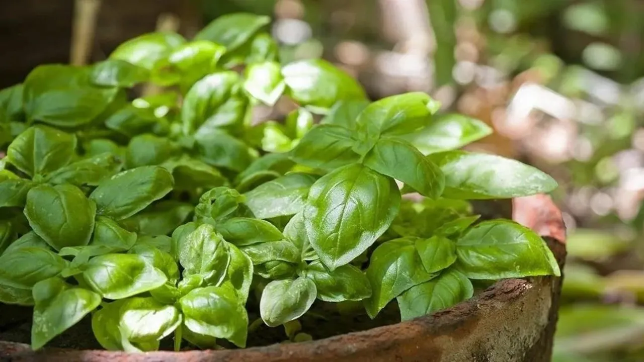 Ağrıya karşı fesleğen!