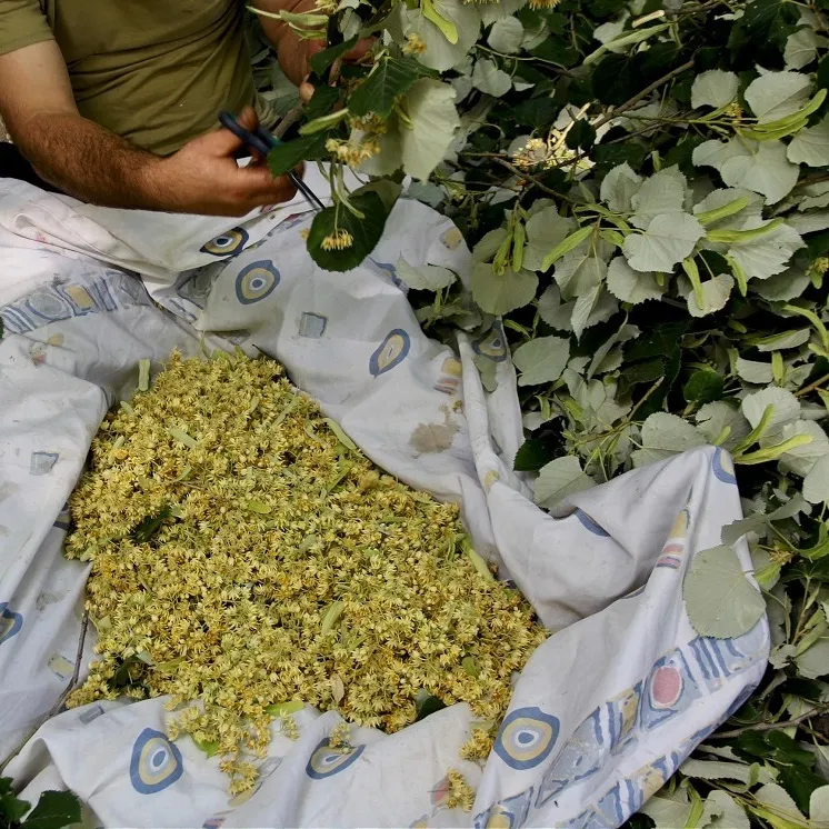 Ihlamur öksürüğü durdurur