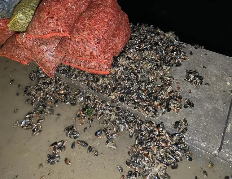 Kaçak midye avcılarına operasyon