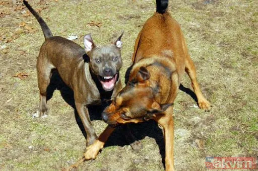 Ekşi Sözlük isimli lağım çukurunun kokuşmuş zihniyeti! 'Bir çocuğu mu kurtarırsınız yoksa bir köpeği mi?' sorusuna verilen cevaplar mide bulandırdı - 11