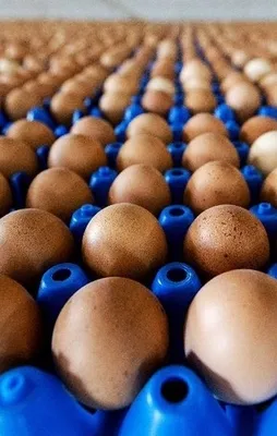 Zehirli yumurta skandalı Avrupa'yı karıştırdı