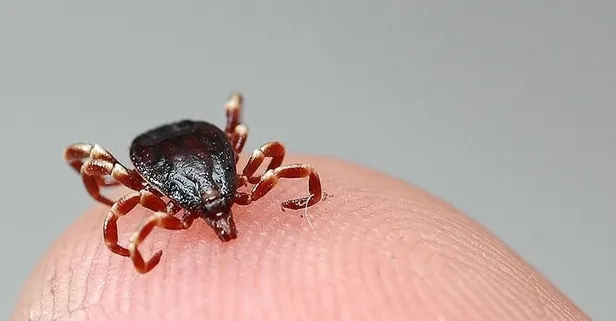 Sivas’ta kene kabusu