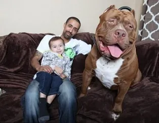 Henüz 17 aylık! Dünyanın en büyüğü o