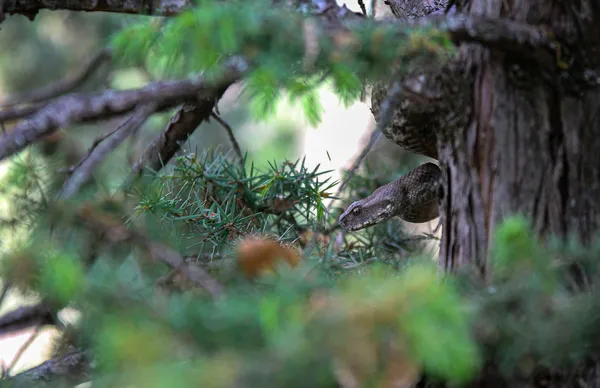 turkiyenin-en-zehirli-turlerinden-koca-engerek-tuncelide-goruldu-tam-25-metre-1620729856584.jpg Türkiye'nin en zehirli türlerinden! Koca engerek Tunceli'de görüldü! Tam 2,5 metre-10