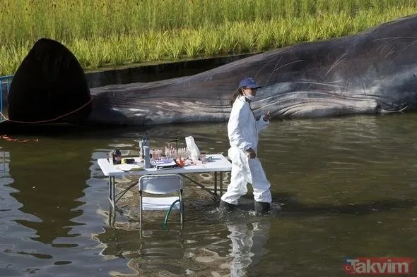 Madrid’de nehir kıyısında İspermeçet balinası görenleri şaşırttı