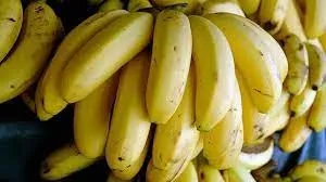 turkiyede-bir-ilk-organize-sanayi-bolgesine-muz-serasi-kuruldu-1633242329887.jpg Türkiye'de bir ilk! Organize sanayi bölgesine muz serası kuruldu-8