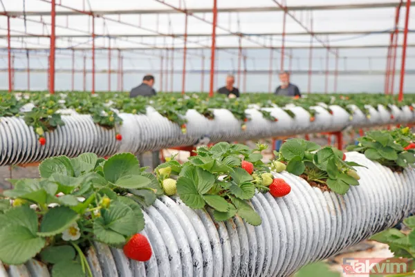 Jeofizik mühendisi 2 milyonluk yatırımla çilek serası kurdu! Taleplere yetişemiyor - 4