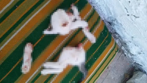 yavru-kedileri-parcalayan-saldirgandan-akilalmaz-sozler-kasaplik-yaptigimiz-icin-isi-profesyonelce-halletim-1697888551426.jpeg Yavru kedileri parçalayan saldırgandan akılalmaz sözler: Kasaplık yaptığımız için işi profesyonelce hallettim-3