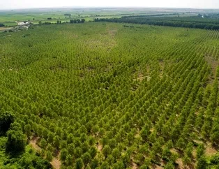 Türkiye'de 14 yılda 3 milyar 750 milyon ağaç dikildi