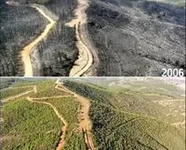 Türkiye’de yanan ormanlar böyle yeşillendirildi