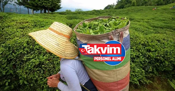 ÇAYKUR işçi alımı kura çekilişi ne zaman, saat kaçta? 🍃2022 ÇAYKUR KURA LİSTESİ! İŞKUR nihai liste açıklandı mı? Rize, Trabzon, Artvin, Giresun...