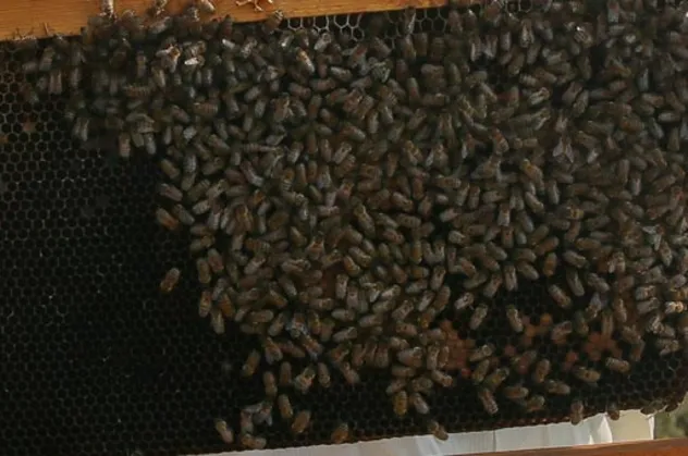 Tunceli'de 'arı' dehşeti! Ölü ve yaralılar var