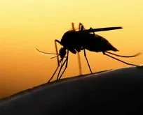 Sivrisinekler koronavirüs taşıyabilir mi?