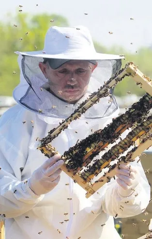 Arı sütü sağımı başladı: Kilosu 7 bin TL