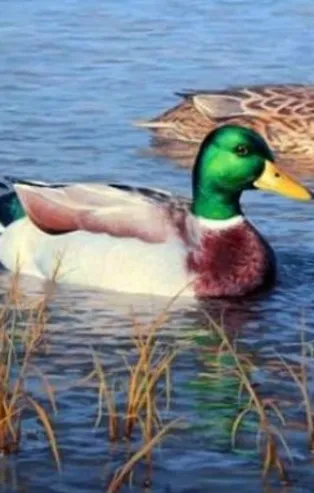 Rüyada yaban ördeği görmek ne anlama gelir?