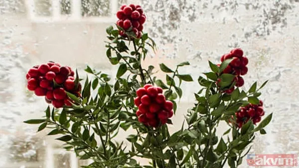 Kokina buketi suya konulur mu, nasıl saklanır? Bu püf noktayla evde ilk günkü gibi kalıyor - 5