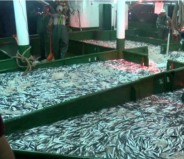 canakkalede-yeni-sezonun-ilk-avinda-5-ton-sardalya-yakaladilar-1598926885905.jpeg Çanakkale’de yeni sezonun ilk avında 25 ton sardalya yakaladılar-1