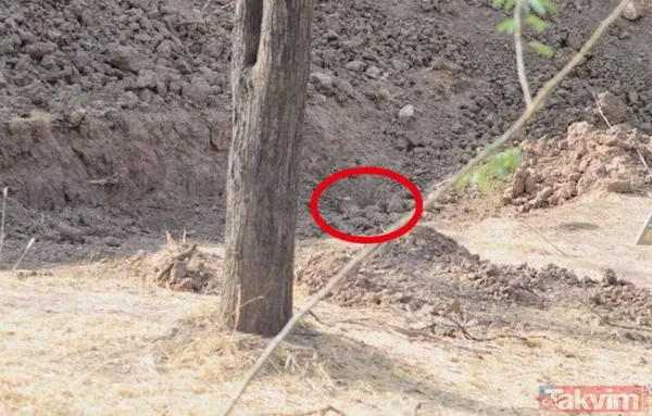 Bu fotoğraf bakanlara saç baş yoldurdu! Bir leopar var ama hadi bulun bulabilirseniz! Zor olduğuna eminiz arayanların yüzde 99'u vazgeçti - 4