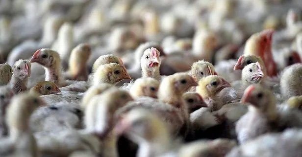 Koronavirüsten sonra yeni kabus! Macaristan’da kuş gribi nedeniyle 100 binden fazla tavuk itlaf edildi