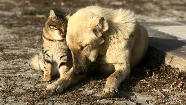 1688199803172.jpg Bursa'da vahşet dolu olay! Ayaklarını kestikleri yavru köpeği yakıp, yol kenarına attılar-3