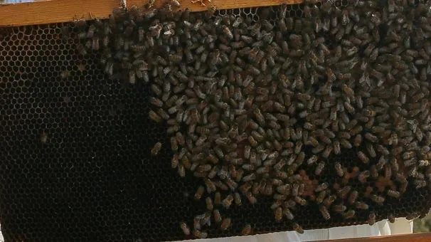 Tunceli'de 'arı' dehşeti! Ölü ve yaralılar var-2