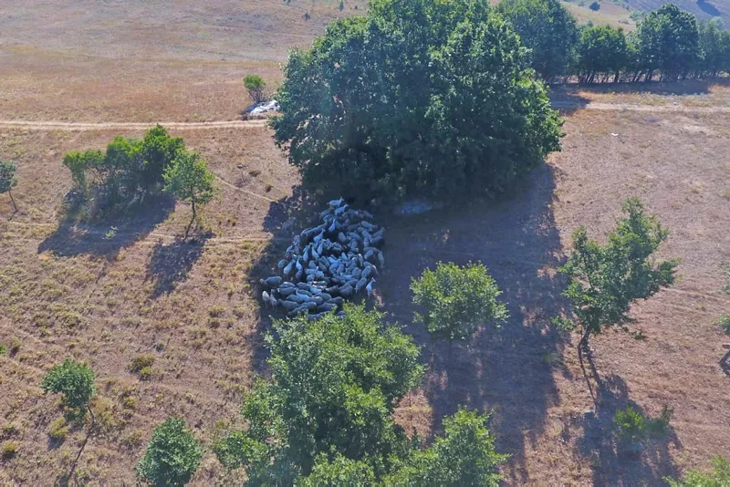 Bursa'da kayıp hayvanlar drone’la bulundu - 2