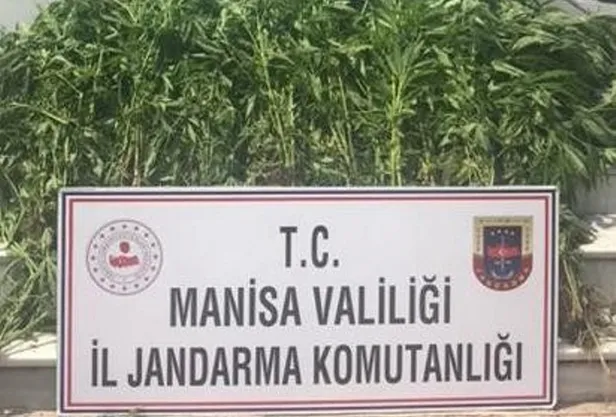 Manisa’da ormanlık araziyi uyuşturucu bahçesine çevirdiler-2