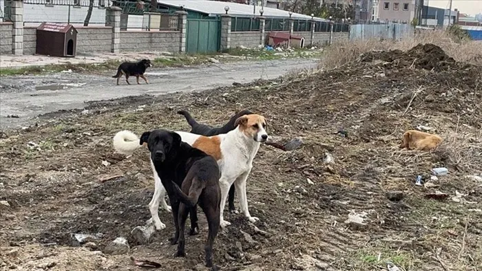 Türkiye’nin endişelendiren sorunu: Başıboş sokak köpekleri! Problemin nedenleri neler? Uzman isimler yanıtladı!